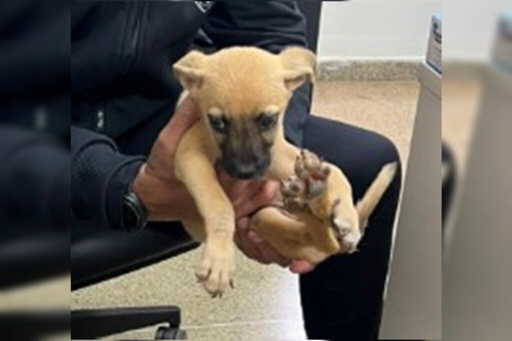 filhote-de-cachorro-abandonado-no-lixo-esta-para-adocao-na-drca