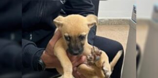 filhote-de-cachorro-abandonado-no-lixo-esta-para-adocao-na-drca