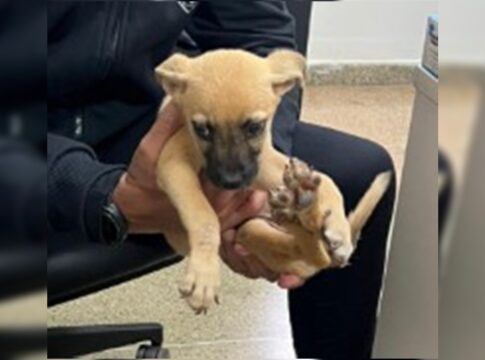 filhote-de-cachorro-abandonado-no-lixo-esta-para-adocao-na-drca