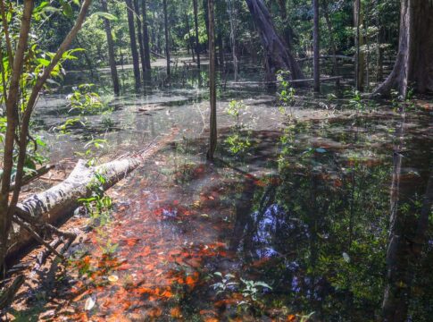 dinossauros-viveram-na-amazonia,-descobrem-pesquisadores-de-roraima