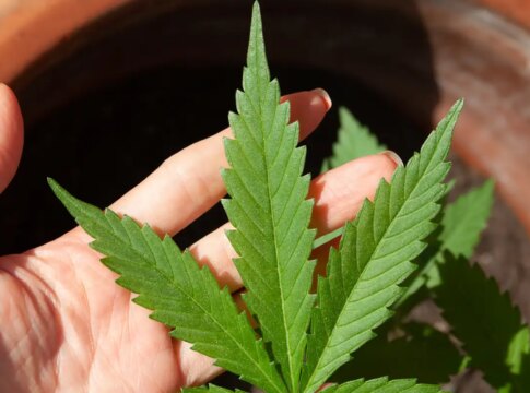 stj-adia-prazo-para-regulamentacao-do-plantio-de-cannabis-medicinal