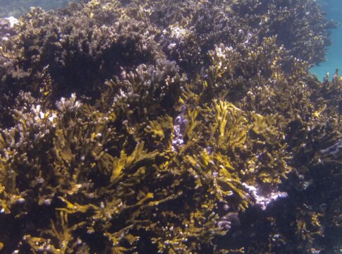 cop30:-coalizao-corais-do-brasil-trabalhara-por-conservacao-de-recifes