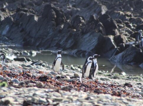 pinguins-ameacados-disputam-peixes-com-barcos-de-pesca-na-africa