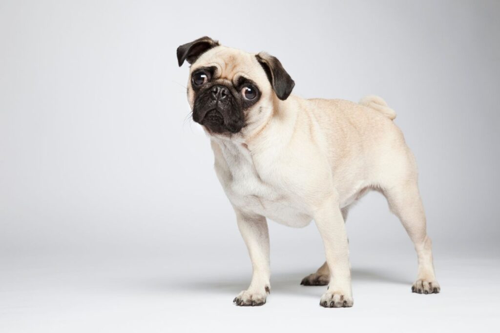 diabetes:-saiba-as-racas-de-cachorro-com-maior-predisposicao-a-doenca