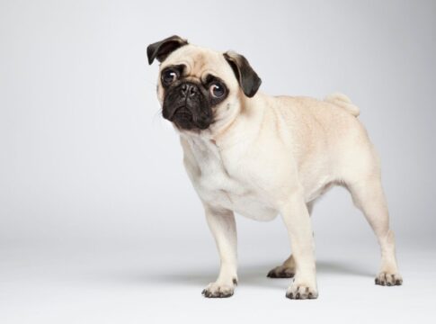 diabetes:-saiba-as-racas-de-cachorro-com-maior-predisposicao-a-doenca