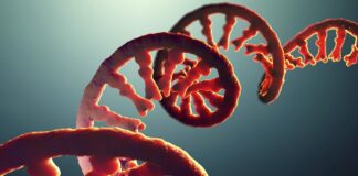 estudo-relaciona-rna-do-coronavirus-no-sangue-com-risco-de-covid-grave