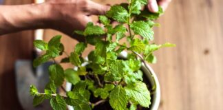 a-planta-perfeita-para-espacos-pequenos,-com-frutos-o-ano-todo