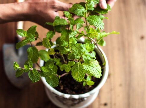 a-planta-perfeita-para-espacos-pequenos,-com-frutos-o-ano-todo