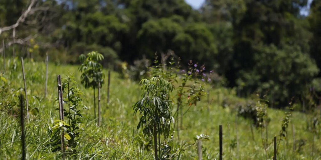 revisao-do-ibge:-mata-atlantica-perde-1%-de-area-e-cerrado-ganha-1,8%