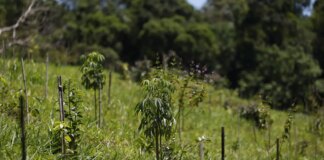 revisao-do-ibge:-mata-atlantica-perde-1%-de-area-e-cerrado-ganha-1,8%