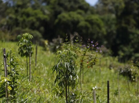 revisao-do-ibge:-mata-atlantica-perde-1%-de-area-e-cerrado-ganha-1,8%