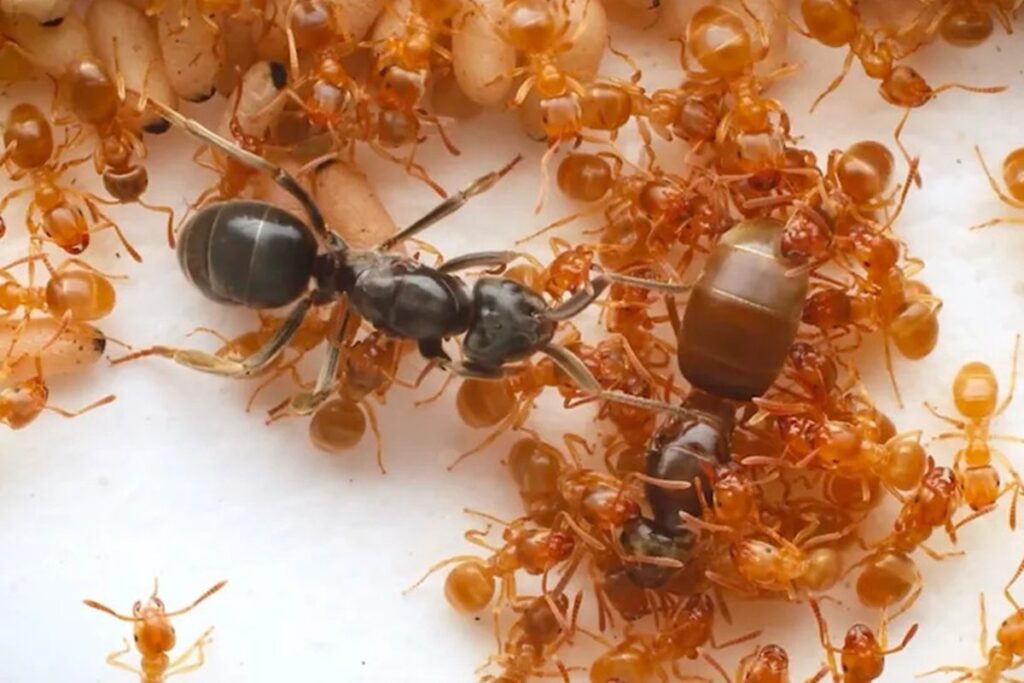 estelionato-animal:-formiga-parasita-engana-operarias-para-ser-rainha