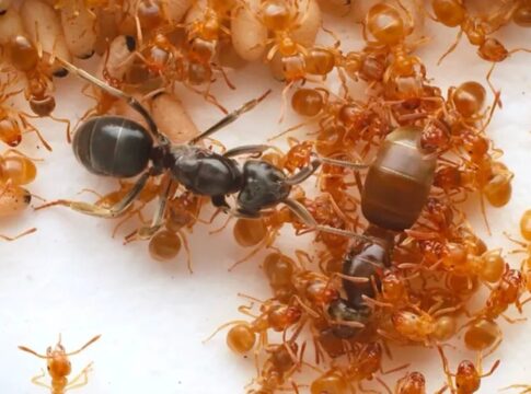 estelionato-animal:-formiga-parasita-engana-operarias-para-ser-rainha