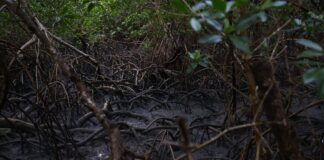 pacto-global-para-proteger-manguezais-tem-adesao-de-46-governos