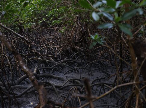 pacto-global-para-proteger-manguezais-tem-adesao-de-46-governos