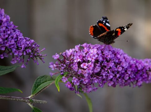 planta-facil-de-cuidar:-transforme-seu-jardim-em-um-lar-de-borboletas