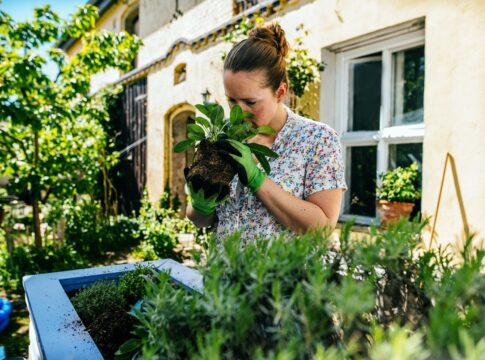 8-ervas-da-sorte-para-atrair-boas-energias-para-a-sua-vida