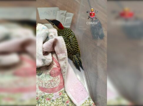 pica-pau-carijo-e-resgatado-dentro-de-quartel-dos-bombeiros-no-guara