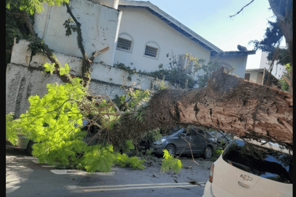 arvore-de-grande-porte-cai-e-destroi-carros-na-zona-sul-de-sp