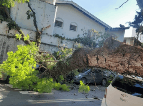 arvore-de-grande-porte-cai-e-destroi-carros-na-zona-sul-de-sp
