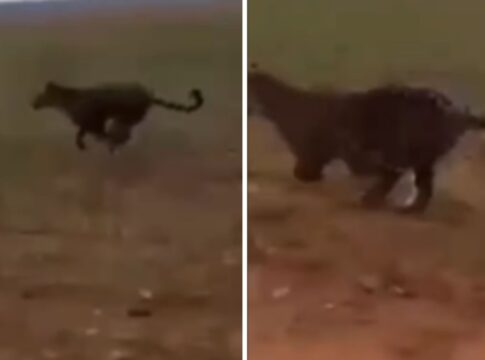 onca-pintada-persegue-carro-e-por-pouco-nao-e-atropelada