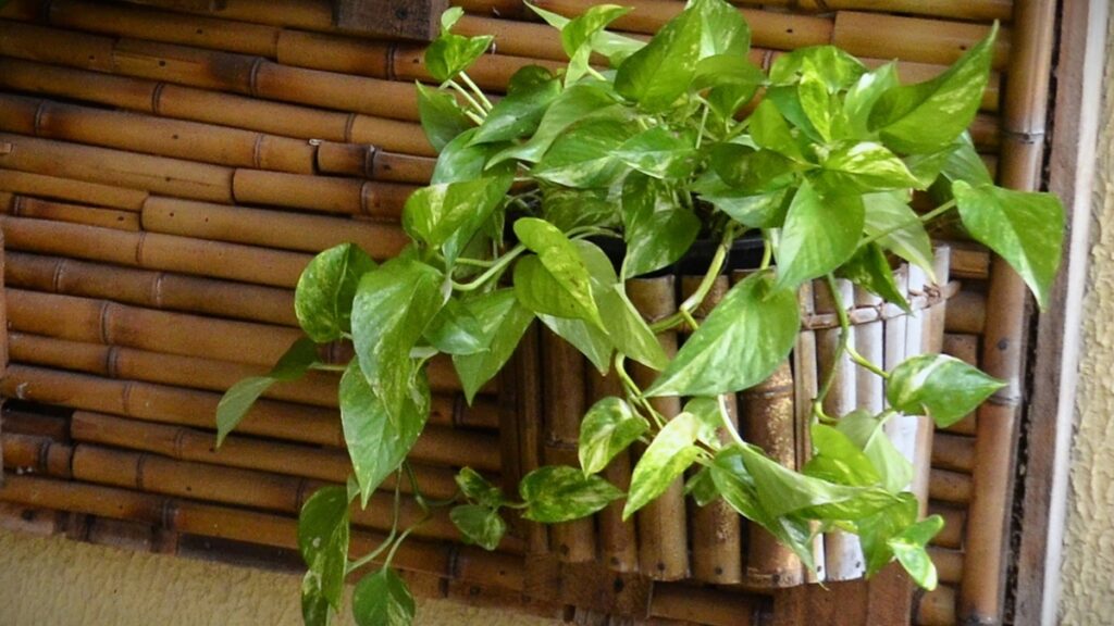 sem-terra:-4-plantas-que-crescem-fortes-e-lindas-apenas-com-agua