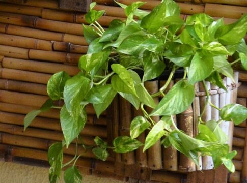 sem-terra:-4-plantas-que-crescem-fortes-e-lindas-apenas-com-agua