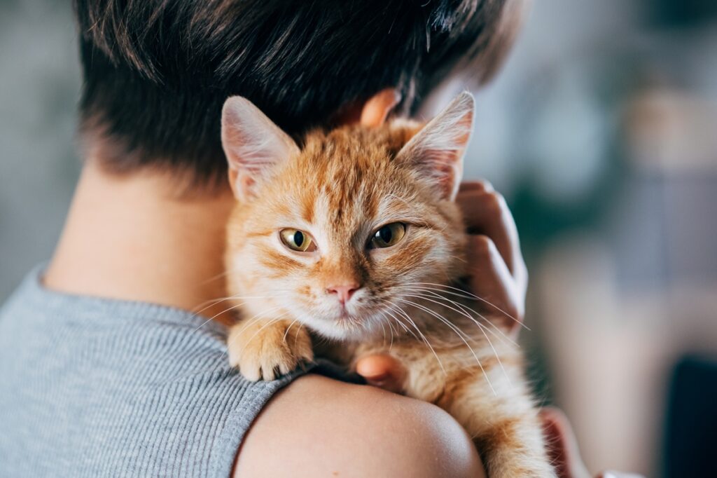 disputa-por-custodia-de-gato-custa-r$-130-mil-e-leva-amigas-a-justica