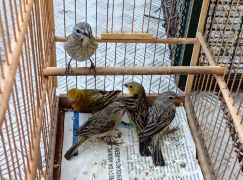 homem-e-multado-em-r$-5-mil-por-manter-canarios-da-terra-em-casa