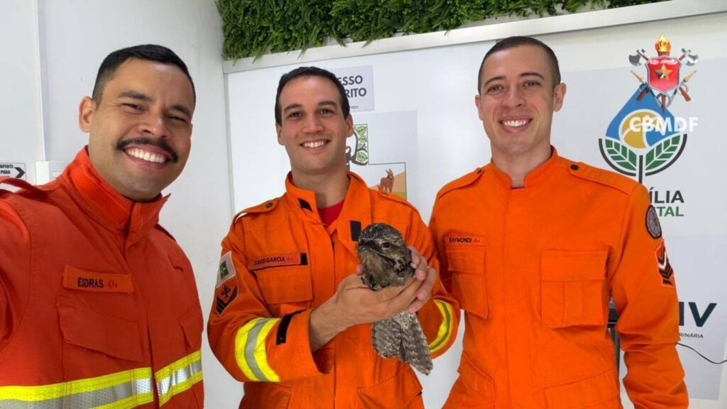urutau-preso-em-ar-condicionado-de-academia-mobiliza-bombeiros-no-df