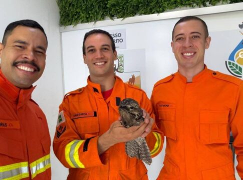 urutau-preso-em-ar-condicionado-de-academia-mobiliza-bombeiros-no-df