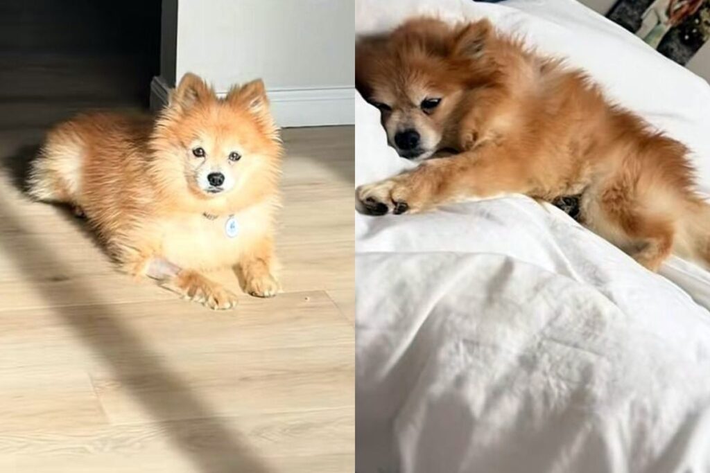 cao-idoso-vive-reviravolta-depois-de-passar-12-anos-preso-em-gaiola