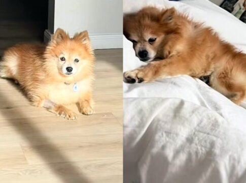 cao-idoso-vive-reviravolta-depois-de-passar-12-anos-preso-em-gaiola