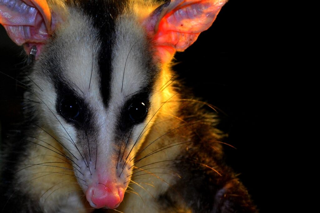 aliado-natural:-entenda-a-importancia-de-ter-sarues-em-seu-quintal