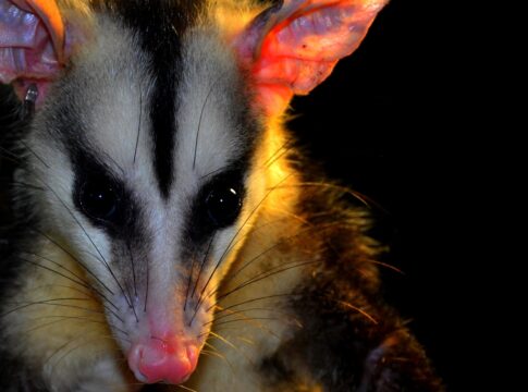 aliado-natural:-entenda-a-importancia-de-ter-sarues-em-seu-quintal