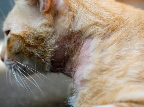 descubra-o-que-a-saude-dos-pelos-e-da-pele-pode-revelar-sobre-seu-pet