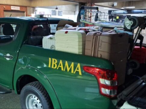 operacao-apreende-62-kg-de-barbatanas-de-tubarao-em-malas-no-aeroporto