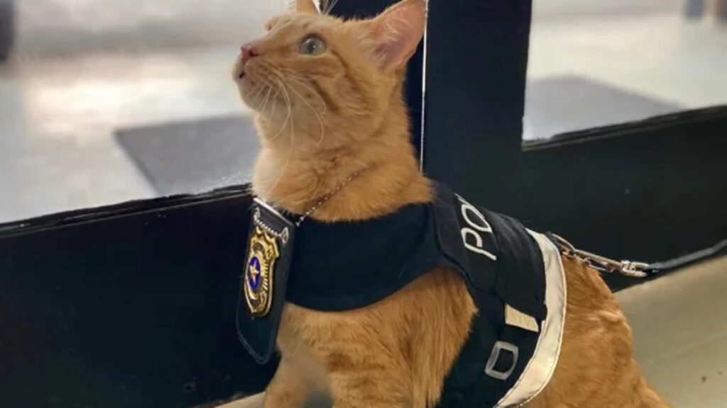 “delegato”-e-apoio-para-vitimas-que-vao-a-delegacia-da-mulher-em-sp