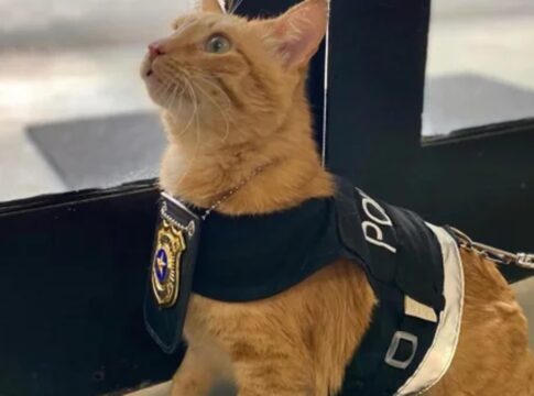 “delegato”-e-apoio-para-vitimas-que-vao-a-delegacia-da-mulher-em-sp