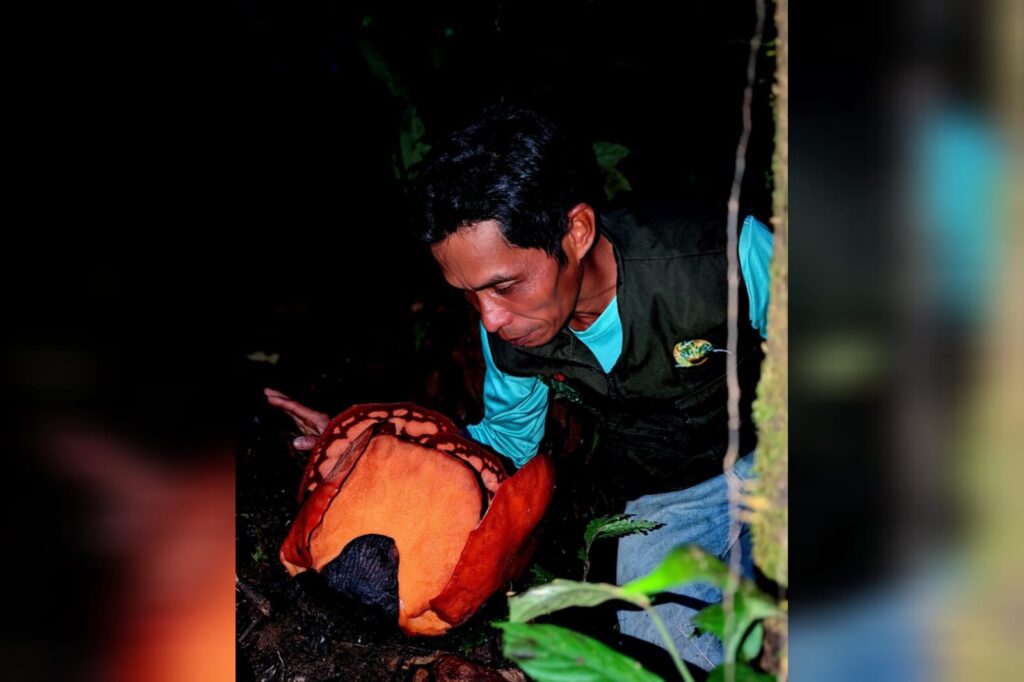 expedicao-registra-flor-mais-rara-do-planeta:-“buscava-ha-13-anos”