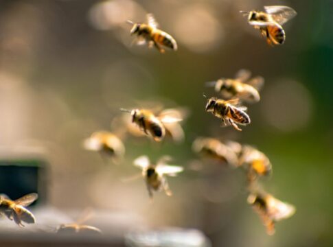 ataque-de-abelhas-mata-homem-e-cao-e-deixa-mulher-ferida-no-interior