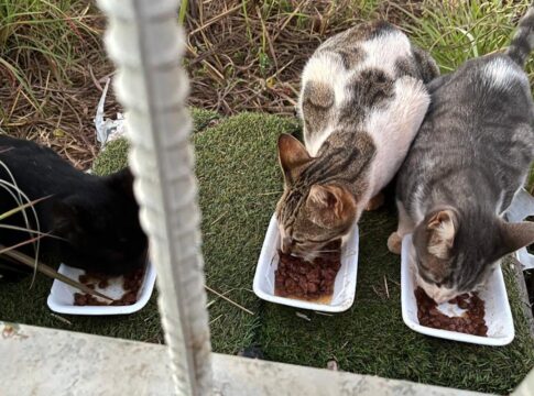 justica-derruba-decisao-que-proibia-alimentacao-de-gatos-em-condominio