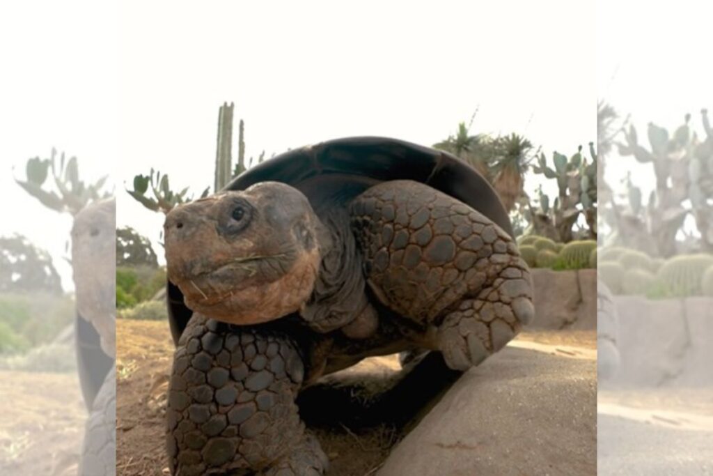tartaruga-gramma,-lenda-do-zoologico-de-san-diego,-morre-aos-141-anos