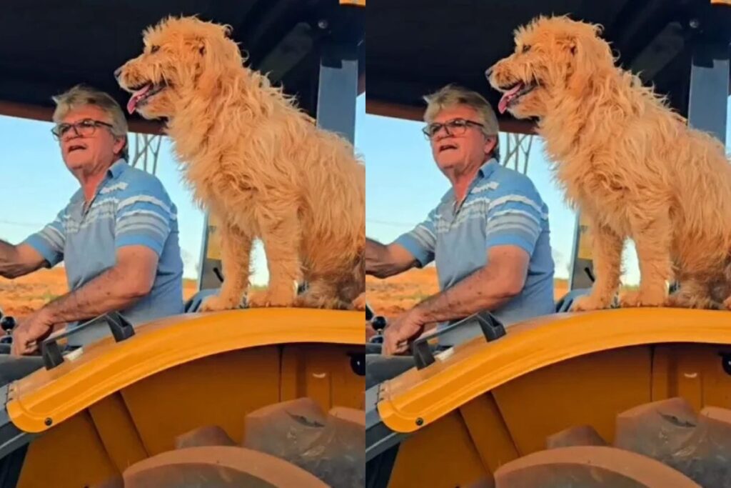 que-grude!-amizade-entre-cachorro-“carrapato”-e-tutor-conquista-a-web