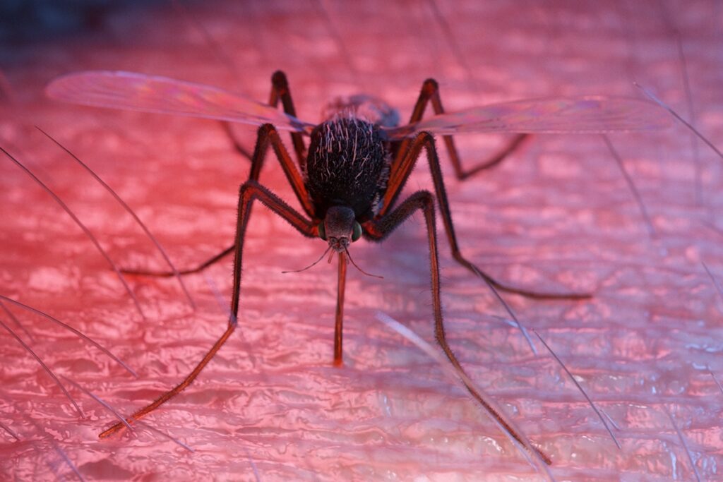 saiba-como-funciona-a-vacina-contra-a-dengue-que-protege-em-dose-unica