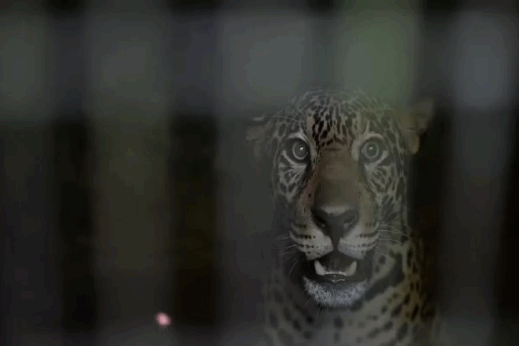 final-feliz:-onca-baleada-na-cabeca-e-devolvida-a-natureza-no-amazonas