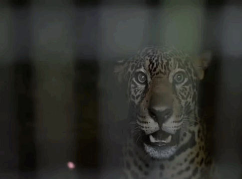 final-feliz:-onca-baleada-na-cabeca-e-devolvida-a-natureza-no-amazonas