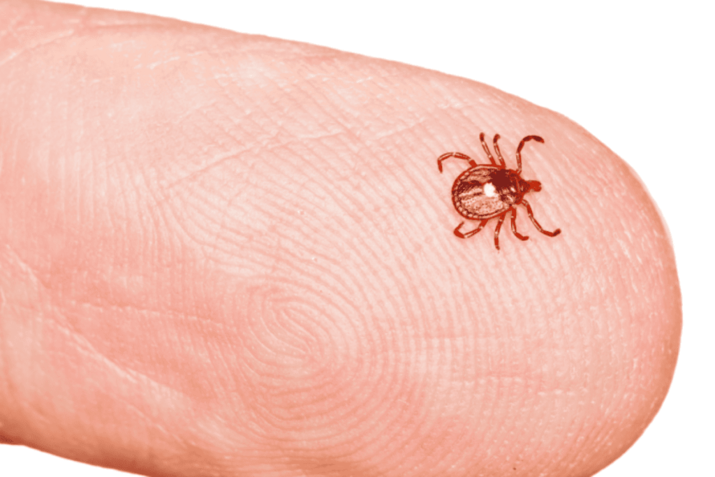 homem-de-34-anos-morre-vitima-de-febre-maculosa-no-interior-de-sp