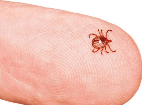 homem-de-34-anos-morre-vitima-de-febre-maculosa-no-interior-de-sp