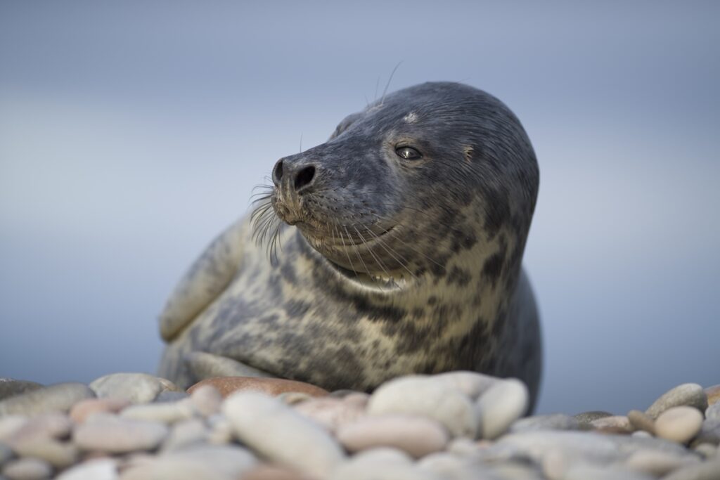 servidos?-pesquisa-aponta-que-leite-de-foca-e-mais-potente-que-humano